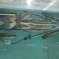 ماهی چانا رد مارو ۲۰ سانت