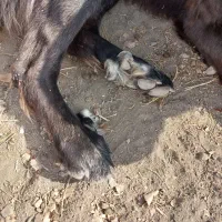 سگ قهدریجانی|سگ|چهاردولی, |دیوار