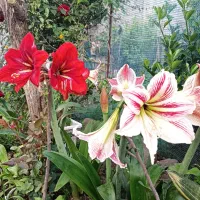 گلهای زیبا