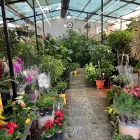 کارگر ساده در مغازه گیاه فروشی