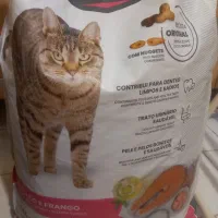غذا خشک گربه و سگ