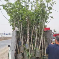 نهالستان نهال و درخت گردو