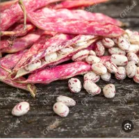 لوبیا چیتی