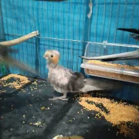 عروس هلندی نر و ماده|پرنده|رومشکان, |دیوار