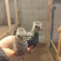 جوجه مرغ و خروس زینتی پولک منظم|حیوانات مزرعه|رشت, شهرک قدس|دیوار