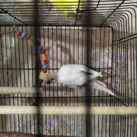 طوطی راهب ماده تعویض با نر