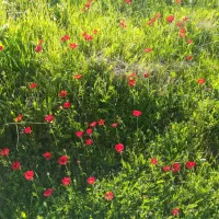 زمین جهت معاوضه با گوسفند