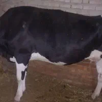 گاو گوشتی|حیوانات مزرعه|سراجو, |دیوار