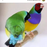 گلدین بالغ جفت جوجه موجود است|پرنده|رشت, آتشگاه|دیوار