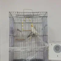 مجموعه عروس هلندی|پرنده|سردشت, |دیوار