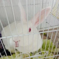 خرگوش چشم قرمز