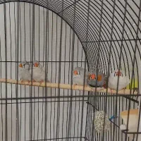 فنچ درشت
