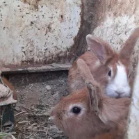 خرگوش نر معاوضه با ماده