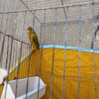 قناری نر سبزخوشرنگ درفسا