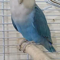 وایت فیس یکسالو نیم نر اماده جفت گیری