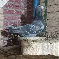 نر مگس آخرت|پرنده|زابل, |دیوار