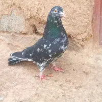 کبوتر هوایی و طوقی