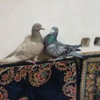 فروش یه جفت نامه بر  نر  وماده