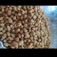 توت خشک نقلی شیرین و سفید