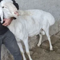 قوچ افغانی .کوار