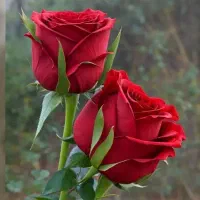 جویای کارنگهبانی