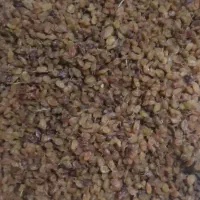 کشمش درجه یک|خوردنی و آشامیدنی|کامیاران, |دیوار