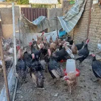 بوقلمون زنده محلی