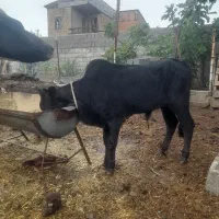 گوساله‌ی نر