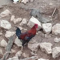 خروس محلی|حراج|خرم‌آباد, |دیوار