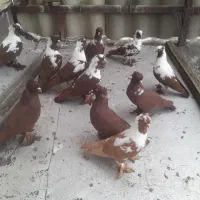 ۱۱عدد کبوتر سرحال
