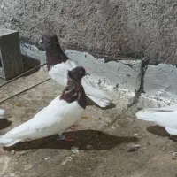 کفتر کله سرخ
