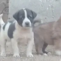 توله الابای اصیل سگ|سگ|تهران, تهرانپارس شرقی|دیوار