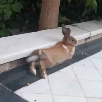 خرگوش|موش و خرگوش|قم, منبع آب|دیوار