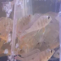 پروکسی موس|ماهی|اردبیل, |دیوار