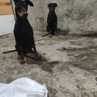 دوبرمن خالص|سگ|شیراز, دروازه قران|دیوار