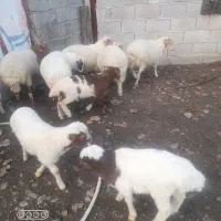 زیر قیمت بازار|حیوانات مزرعه|اسالم, |دیوار