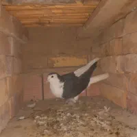 کفترزاغ شاپر سفید،ساده،دوبال،پلنگی|پرنده|گنبد کاووس, |دیوار