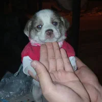 سگ فروشی|سگ|ری, ظهیرآباد|دیوار