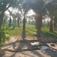 زمین کشاورزی مسکونی|فروش دفتر صنعتی، کشاورزی، تجاری|آبادان, |دیوار