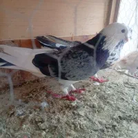 کفتر تهرانی و رنگی