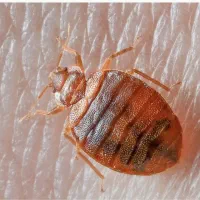 پخش کلی و جزئی محلول ساس  با تخفیف ویژه