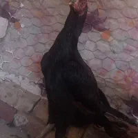 دوتا لاری اصیل یدونه جوجه|حیوانات مزرعه|باروق, |دیوار