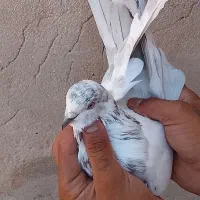 کبوتر پرشی|پرنده|سمنان, |دیوار