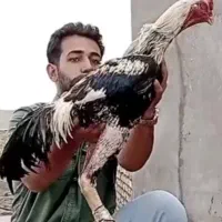 تخم لاری نطفه دار|حیوانات مزرعه|تربت‌حیدریه, پائین ولایت|دیوار