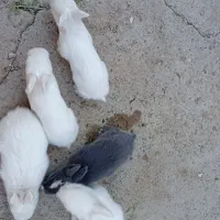 بچه خرگوش