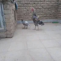 معاوضه. طوطی ملنگو راهب خورشیدی ردچیک سانچیک