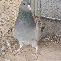 ماده خرقه روس