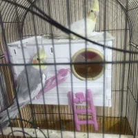 عروس هلندی|پرنده|شیراز, شهرک گلستان|دیوار