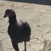 مرغ لاری مشکی