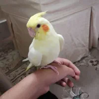 عروس هلندی|پرنده|قم, یزدان‌شهر|دیوار